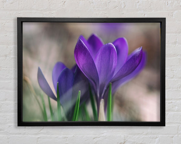 Purple crocus opening up