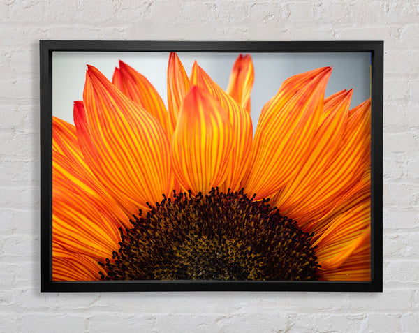 Orange flower opening up close up