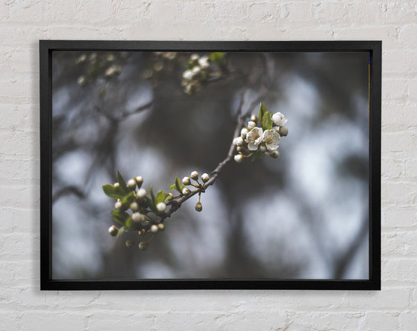 White blossom tree in soft focus