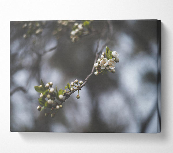 White blossom tree in soft focus