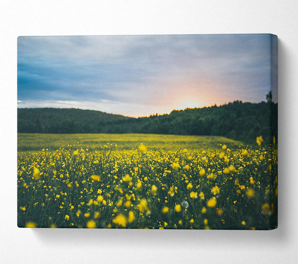 Surreal field of yellow flowers