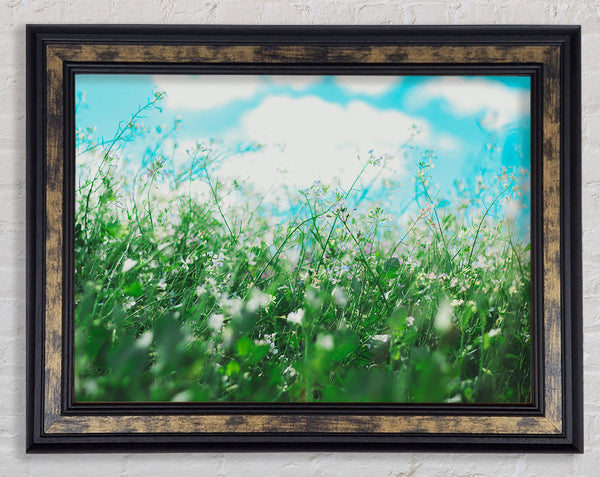 Wild flowers in the spring meadow