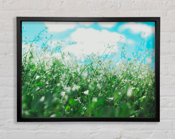 Wild flowers in the spring meadow