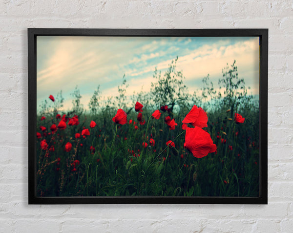 Red poppies on a windy day