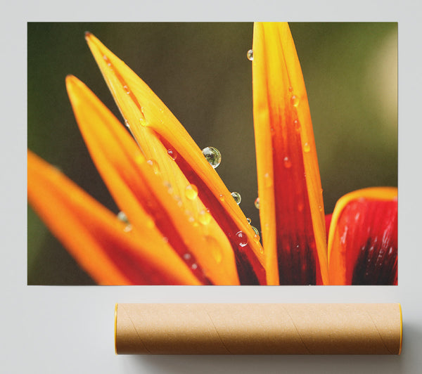 Water Droplets On A Yellow Flower