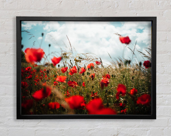 Red Poppies reaching the sky