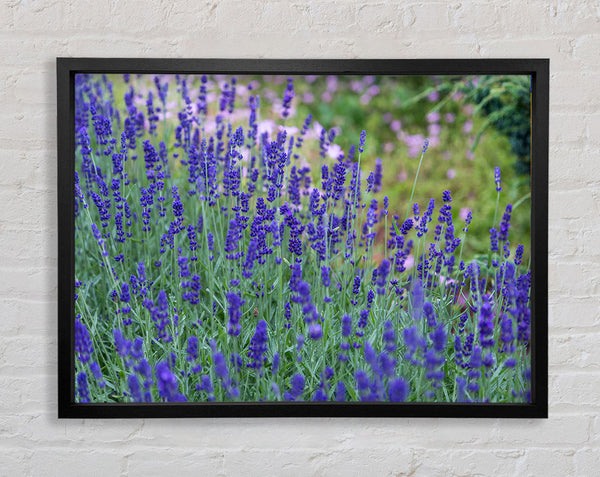 Purple flowers in the meadow spring