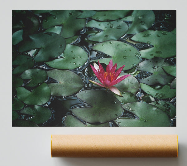 Lotus Peering Above The Lilly Pads