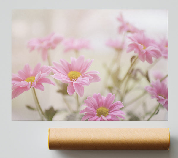 Pink Flowers In Soft Light