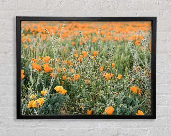 Orange flowers in the spring field