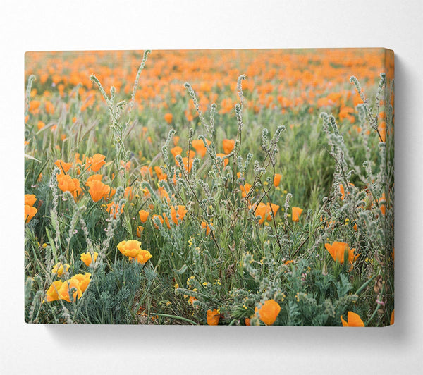 Orange flowers in the spring field