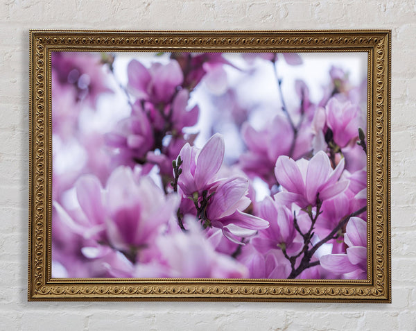 Lilac flowers striking detail