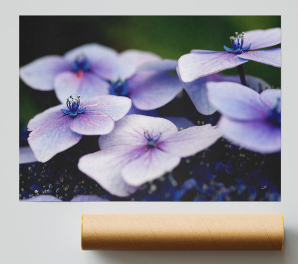 Flat Purple Flowers