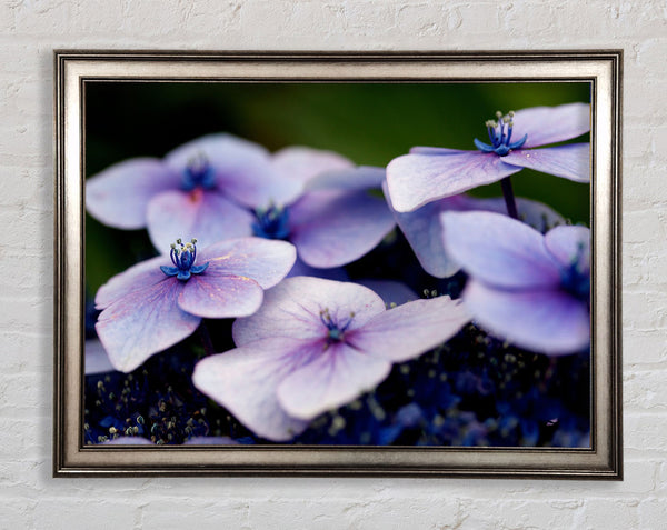 Flat purple flowers