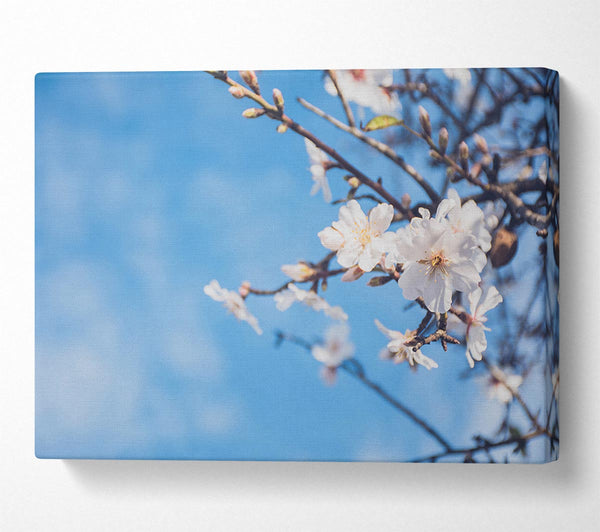 White blossom flowers  off a branch