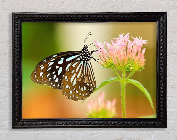 Butterfly feeding time