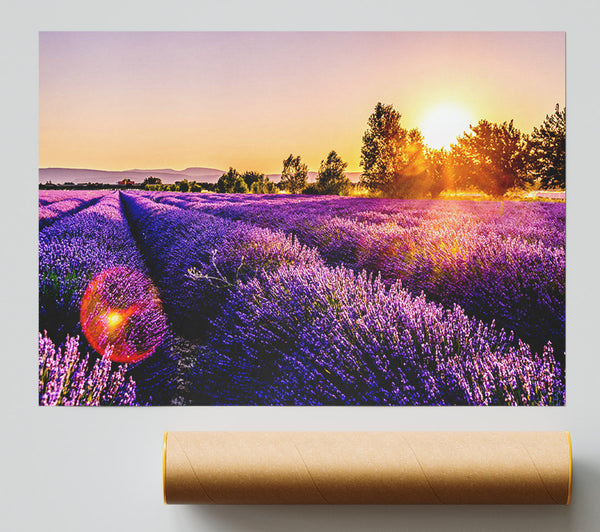 Sunflare Over The Lavender