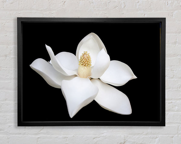 White flower on black delicate