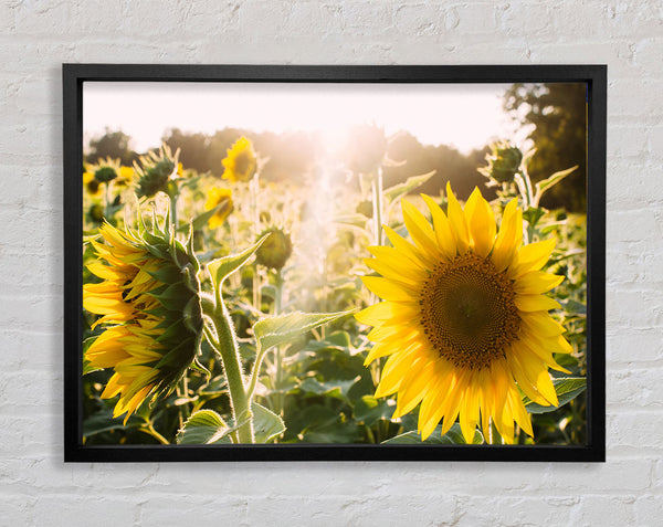 Sunflowers standing tall