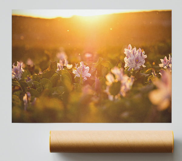 Diffused Light On The Meadow