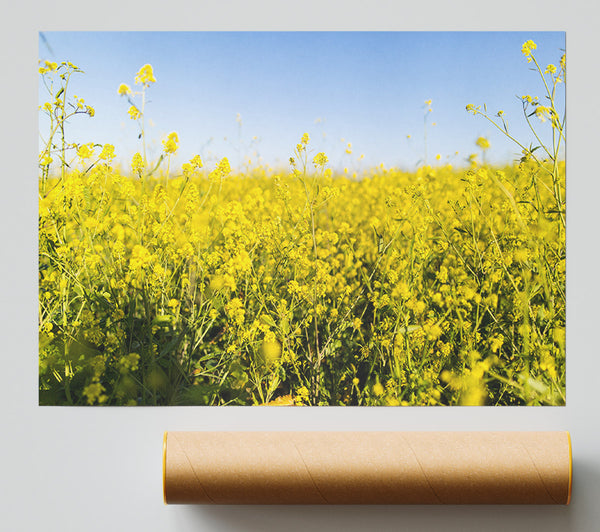 Summer Harvest Fields