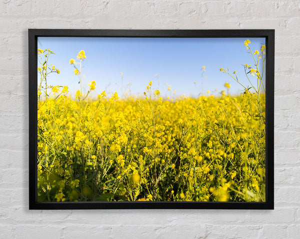 Summer harvest fields