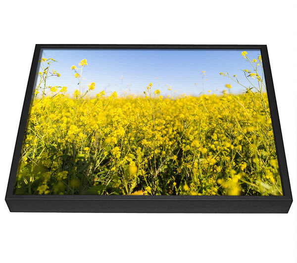 A picture of a Summer harvest fields framed canvas print sold by Wallart-Direct.co.uk