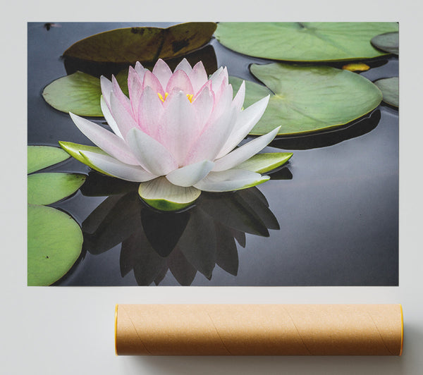 Pond Plant Floating On The Lake