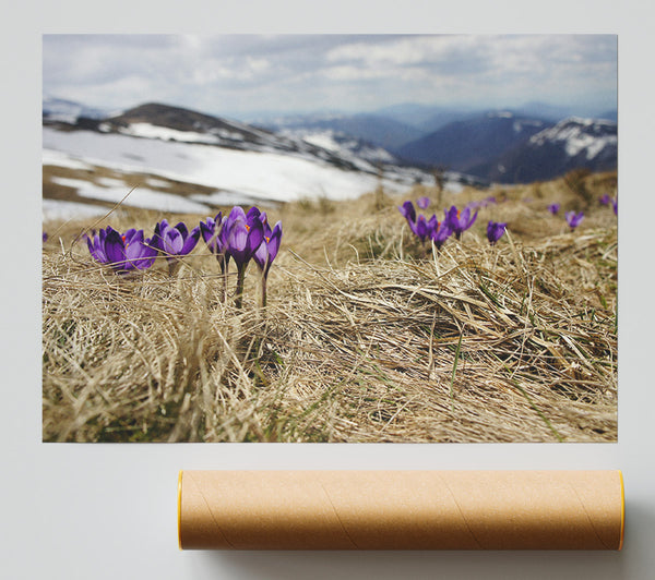 Purple Crocus Sprouting Through The Grass