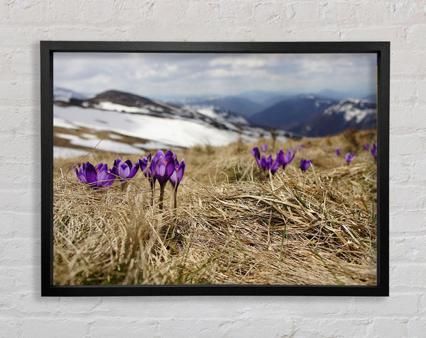 Purple crocus sprouting through the grass