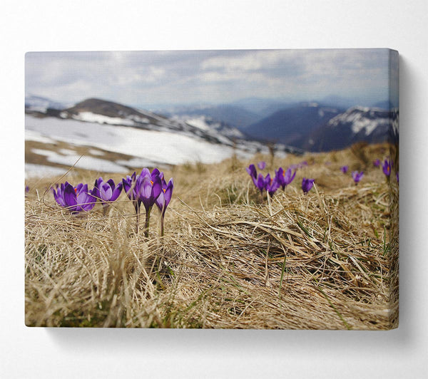 Purple crocus sprouting through the grass