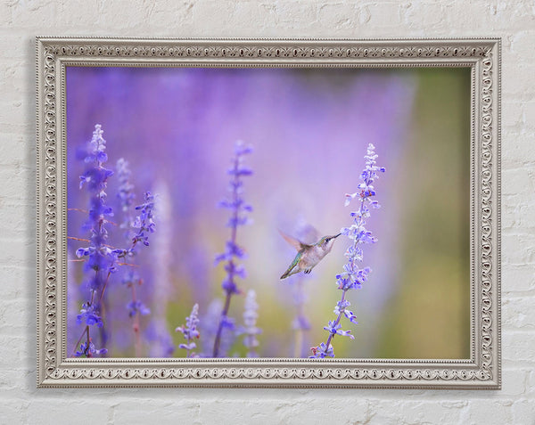 Humming bird feeding time