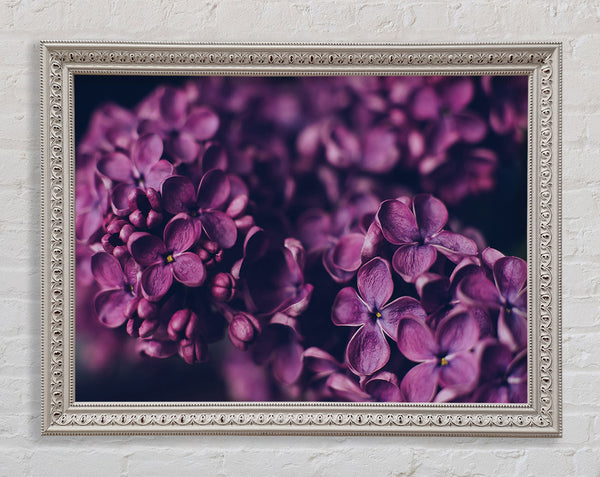 Minature purple flowers