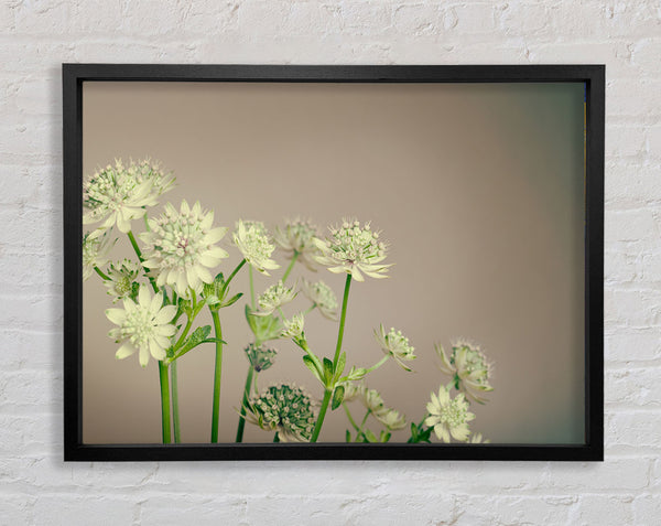 White flowes on the grey