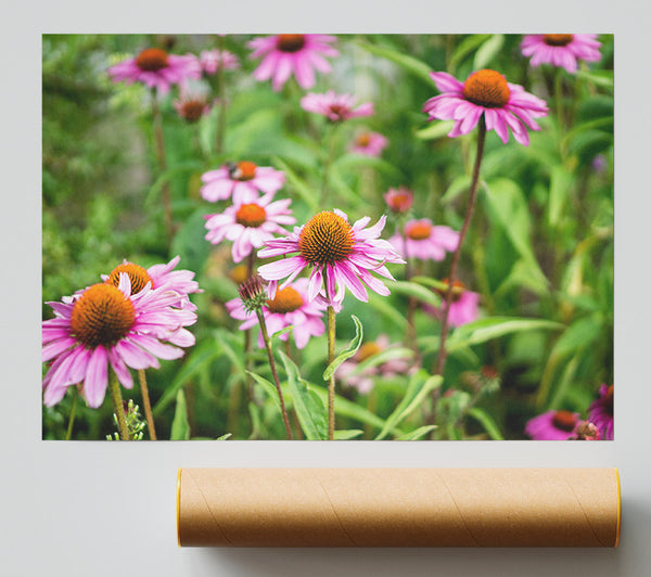 Pink Flowers Down Below In The Grass