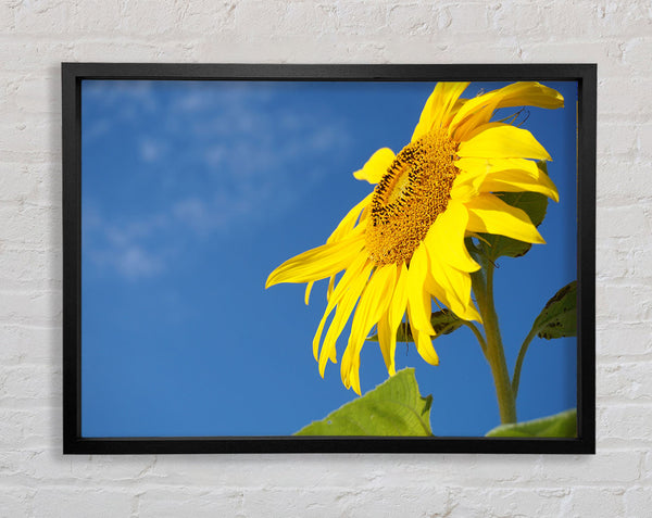 Yellow sunflower standing above the rest