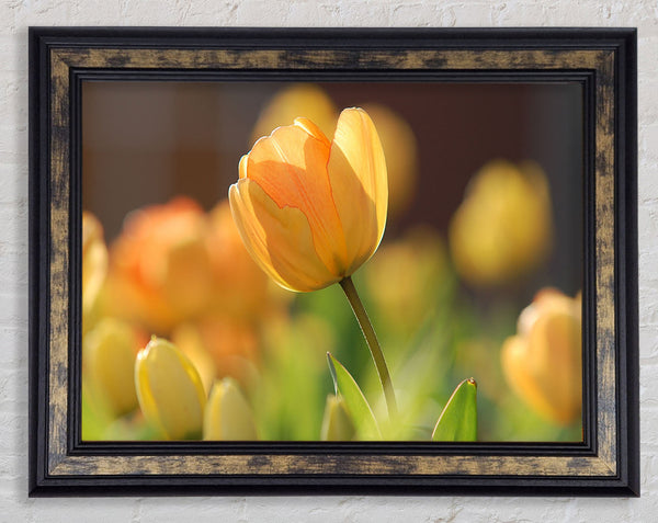 Yellow tulip in the spring