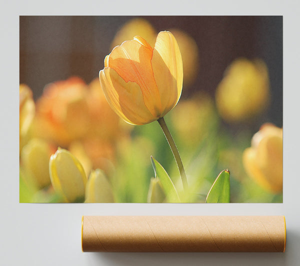 Yellow Tulip In The Spring