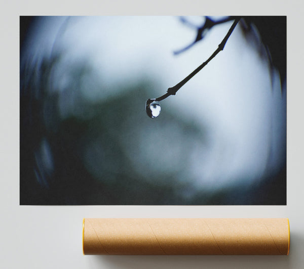 Singele Droplet On A Twig