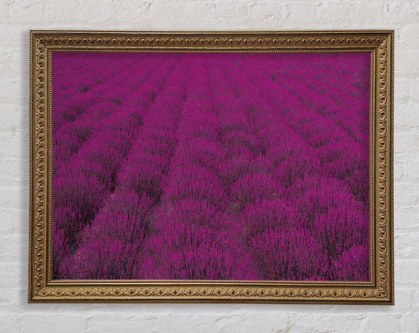 Impressive fields of lavender