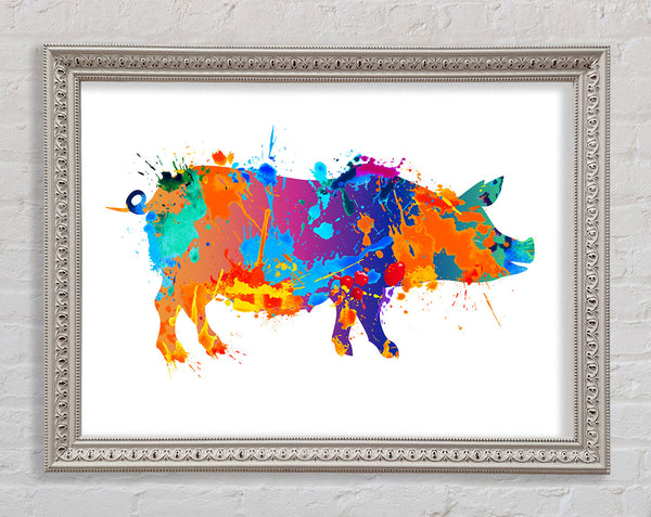 Colour splash Pig