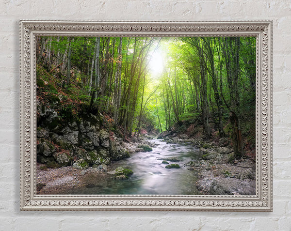 Green woodland stream walk