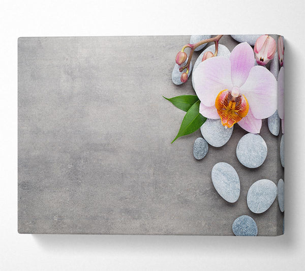 Orchid beauty zen stones