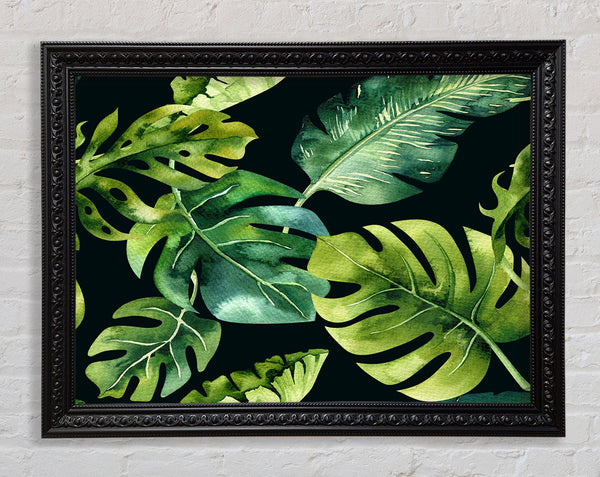 Monstera Mixed Leaves