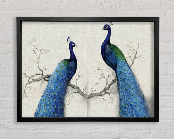 The Peacock Duo