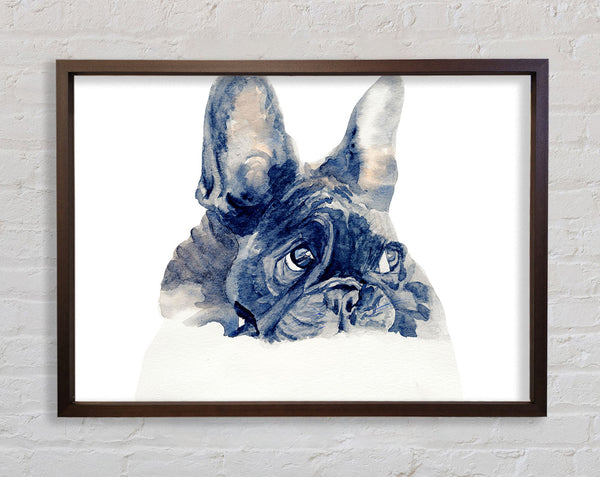 Cute French Bulldog