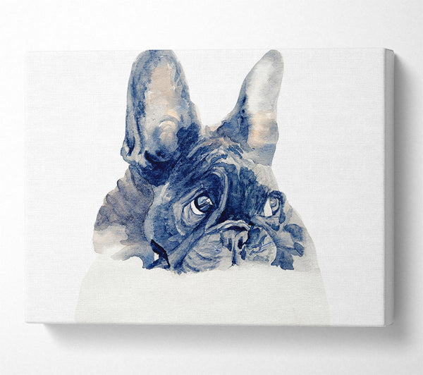 Cute French Bulldog