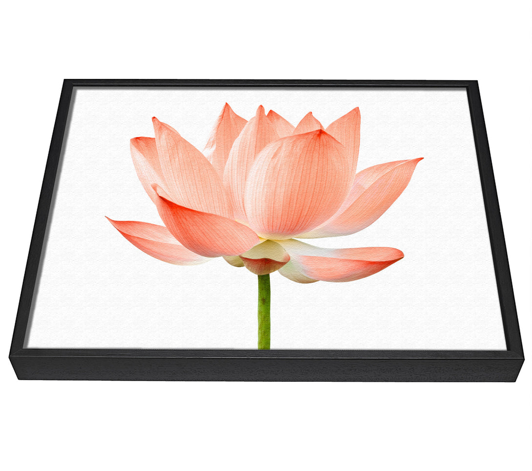 A picture of a The Peach Flower Beauty framed canvas print sold by Wallart-Direct.co.uk