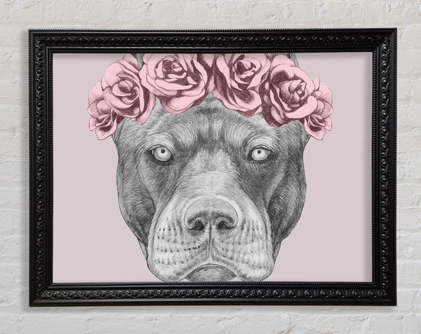 Flower Head Pitbull