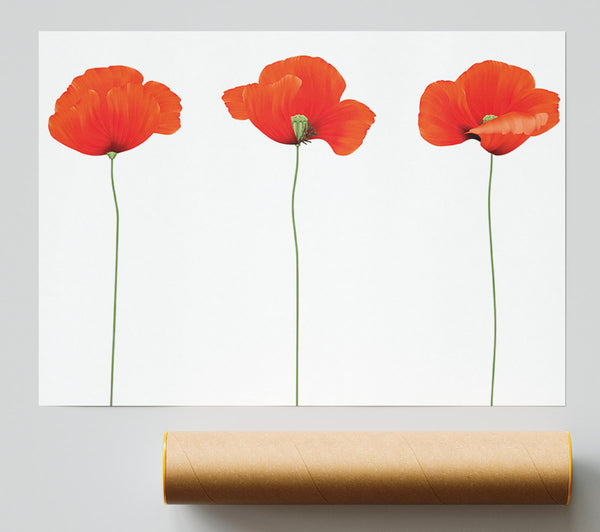 Three Poppies Standing